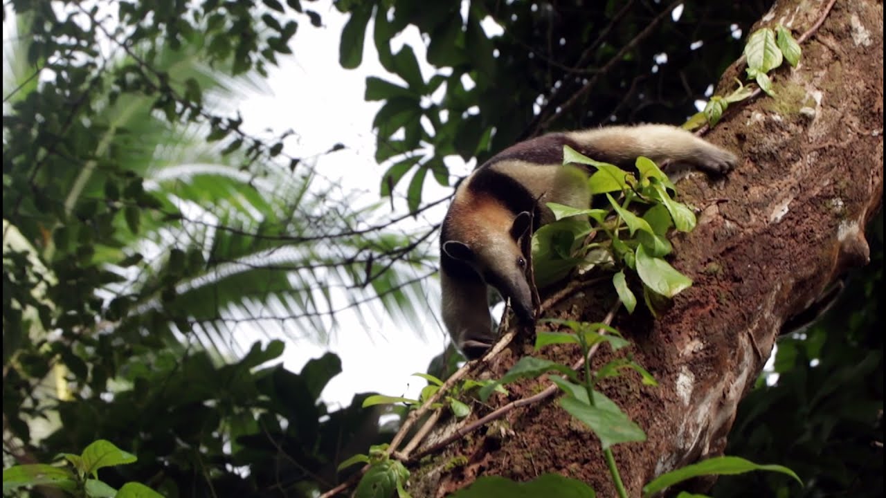 Exploring Corcovado National Park