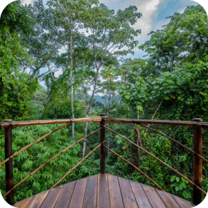 3 - Shared 4 Bed Jungle Cabin