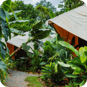 4 - King Jungle Cabin