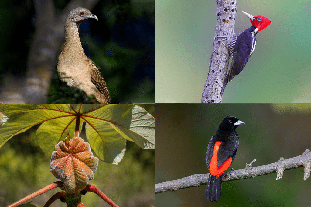 birds